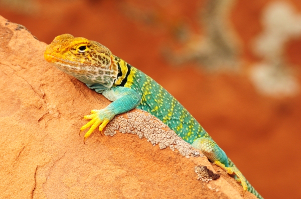 A colorful Collared Lizard in Dominguez Canyon, Colorado