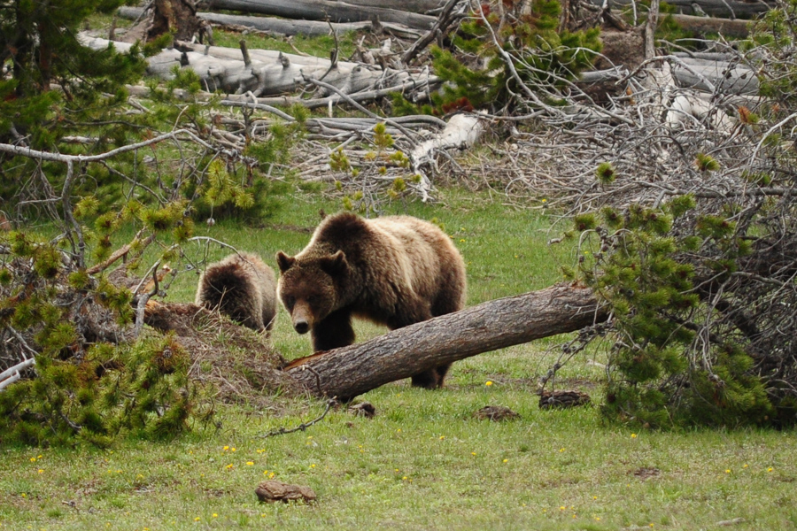 yellowstone grizzly and cub