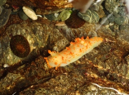 Orange Spotted Nudibranch