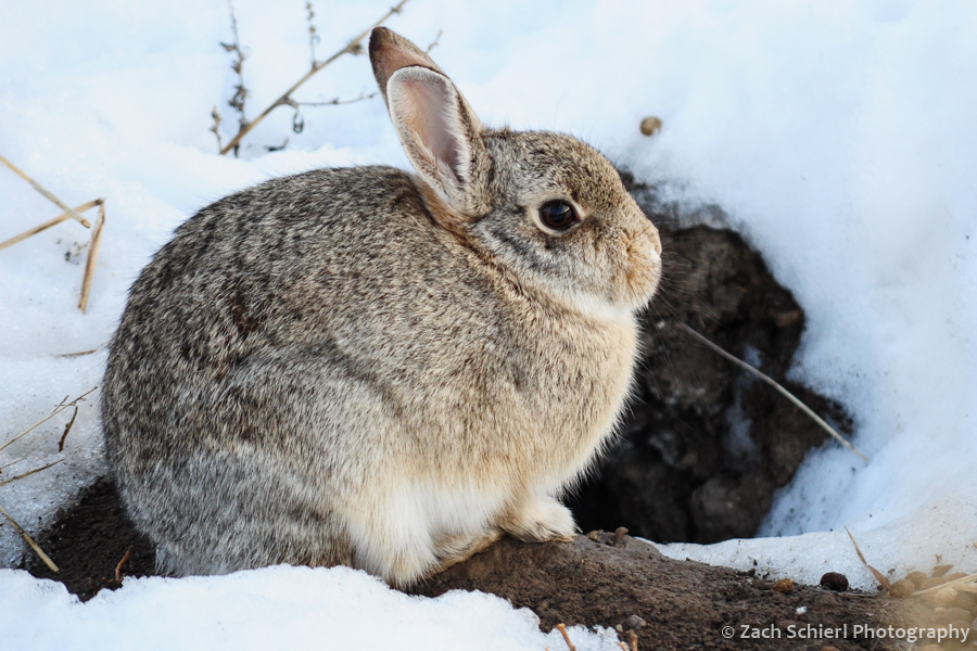 Cottontail rabbit in snow