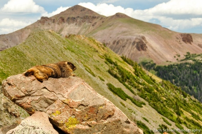 A marmot enjoys the view in the Never Summer Mountains, Colorado