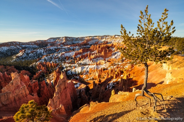 Limber Pine in sunrise light at Bryce Canyon National Park