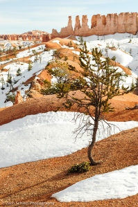 Bristlecone Pine and snow at Bryce Canyon National Park