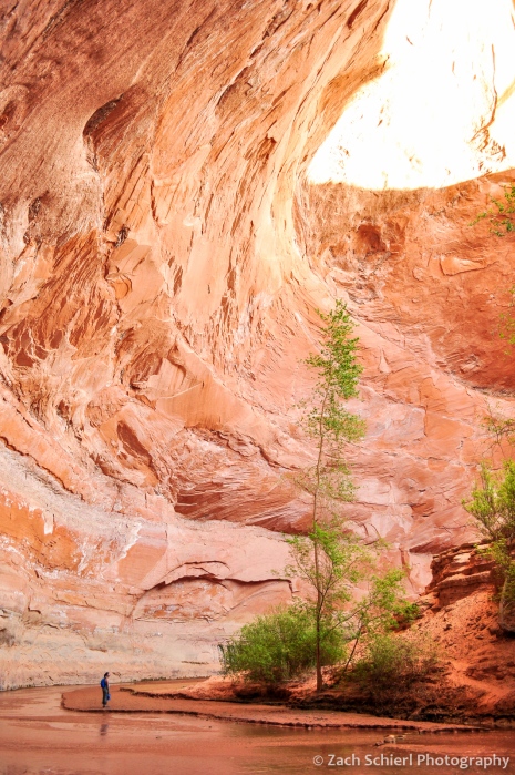 Large alcove with hiker for scale, Coyote Gulch, Utah