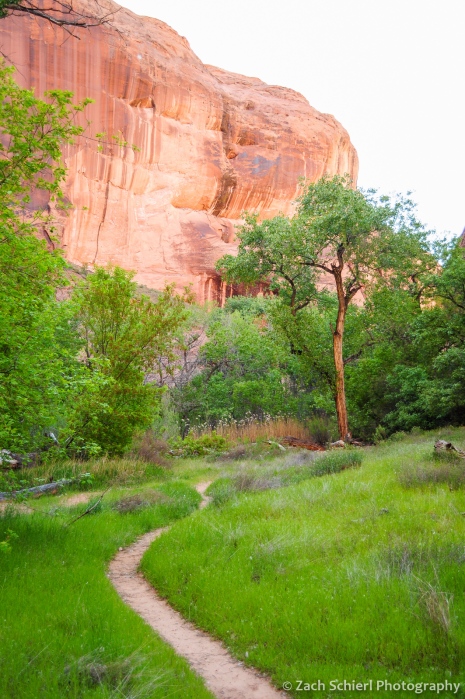 Green grass and trees in spring, Coyote Gulch, Utah