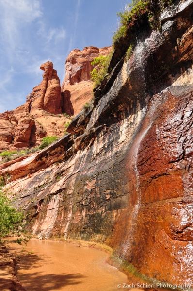 Spring and rock formations, Coyote Gulch, Utah