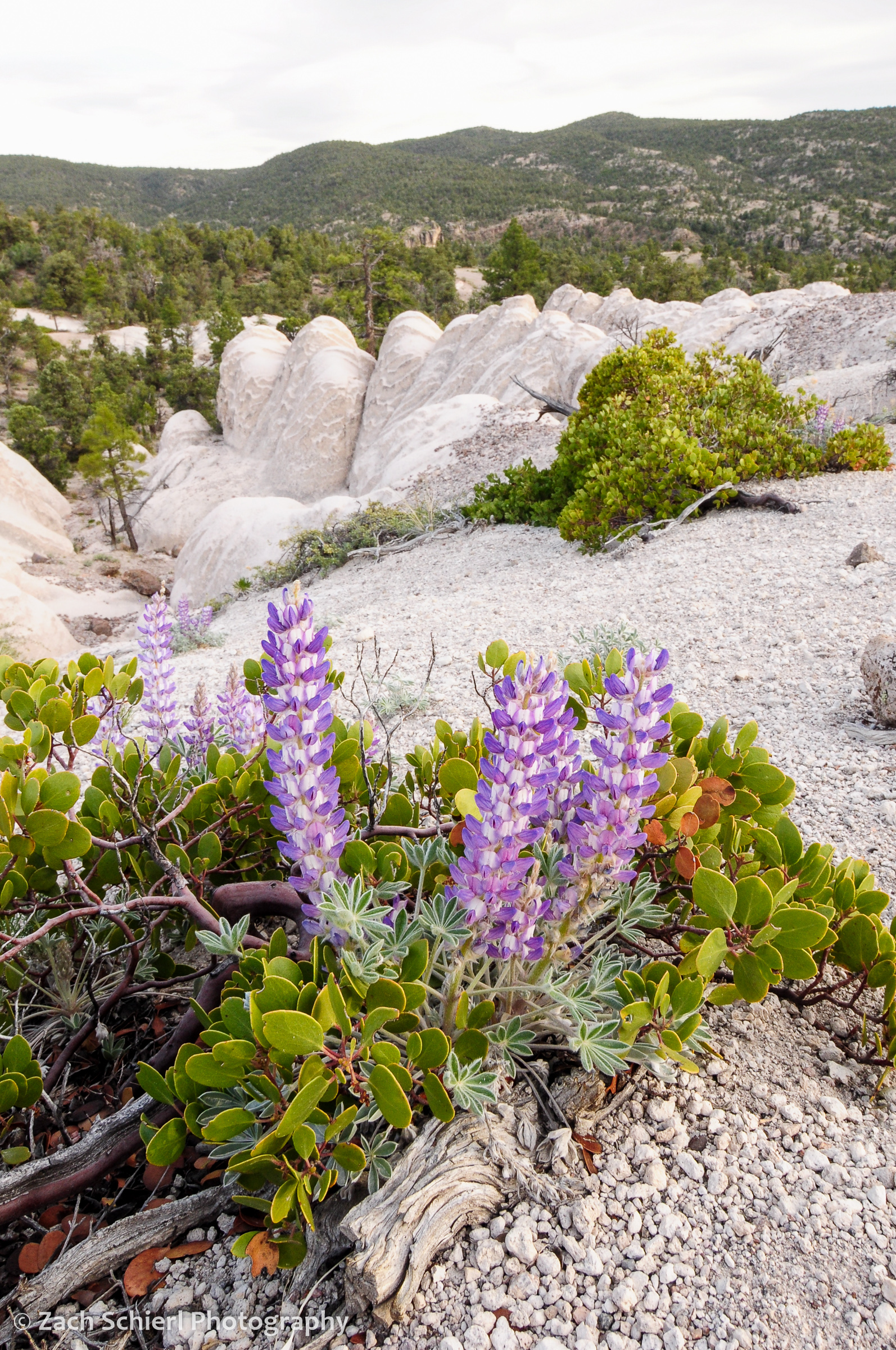 Purple flowers growing from within a green plant and white rocks in the background