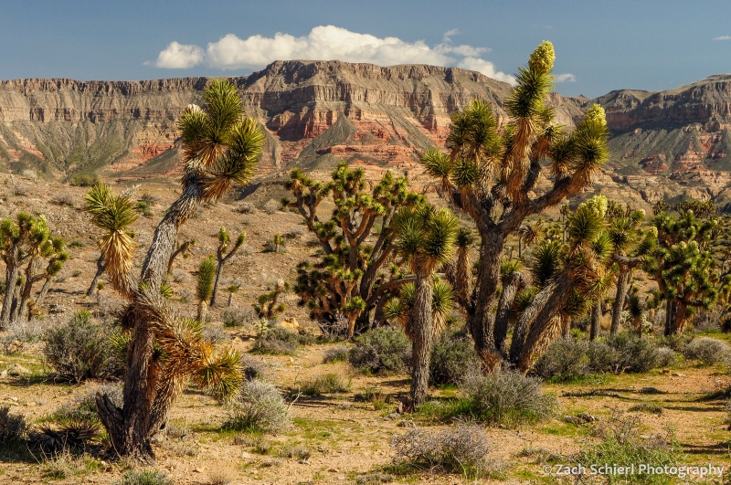 Joshua trees in bloom with colorful cliffs in the background