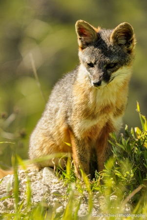 Close-up of a small gray and red fox sitting in the grass