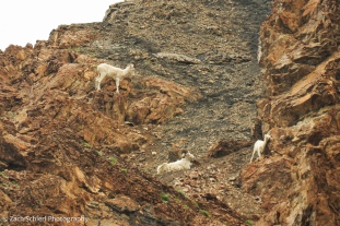 Several white sheep clamber among a cliff of rocks