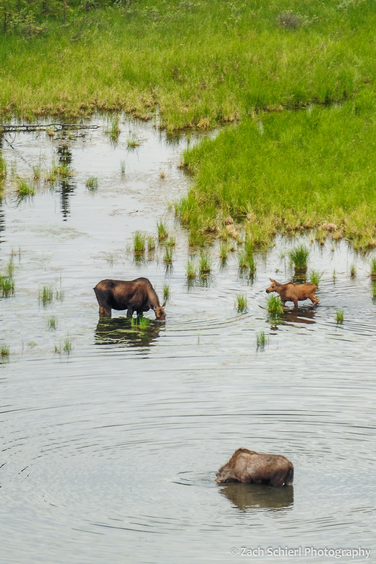 Three moose forage in a pond