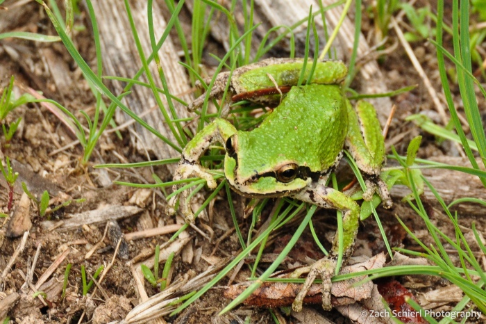 Small green frog on the forests floor with black stripe across its face