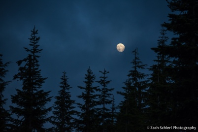 A nearly full moon rises over a forest of trees