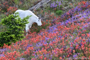 A mountain goat grazes a field of bright purple and red flowers