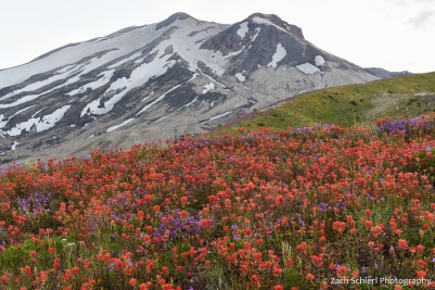 A tall volcanic peak dotted with snow rises behind a field of bright red wildflowers