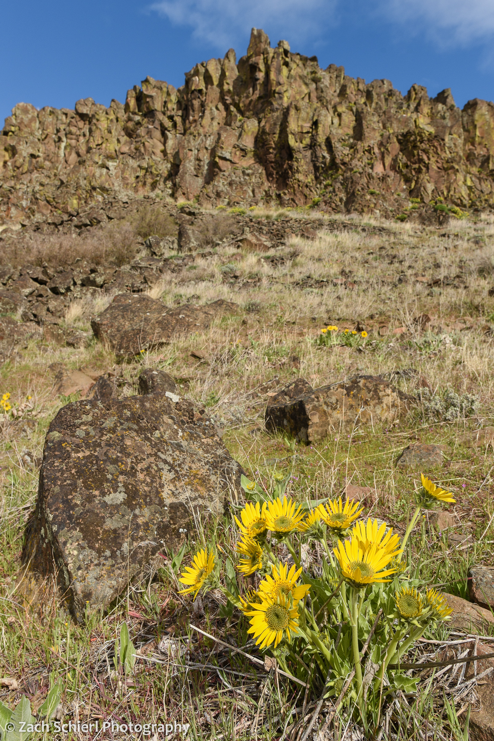 A cluster of large, yellow, daisy-like flowers sits next to a boulder at the base of a tall cliff of brown rocks.