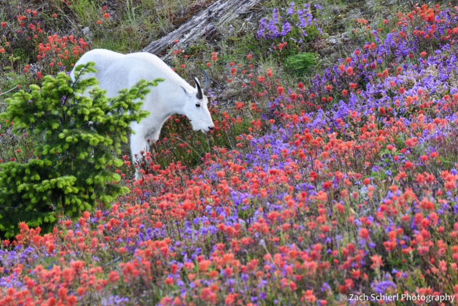 Mountain goat and wildflowers, Mt. St. Helens National Volcanic Monument, Washington