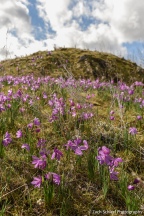 A patch of bright pink flowers at the base of a low, rounded hill