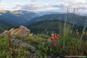 A variety of wildflowers on a ridge looking down into the valley of the Little Wenatchee River. 