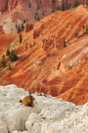 A yellow-bellied marmot (Marmota flaviventris) sits on the rim of Cedar Breaks